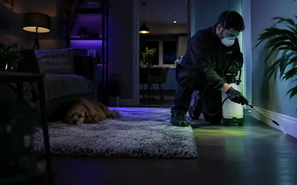 flea exterminator service